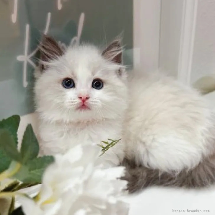 ID：2306-01663の子猫