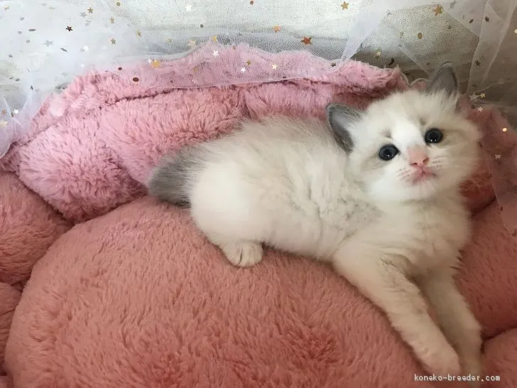 ID：1906-00965の子猫