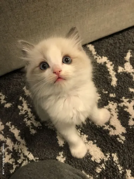 LISA 様のお迎えした子猫