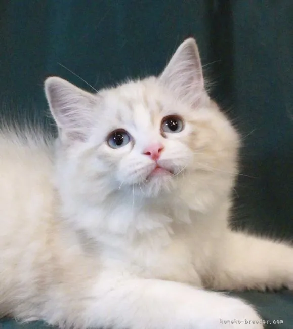 ID：2110-00427の子猫
