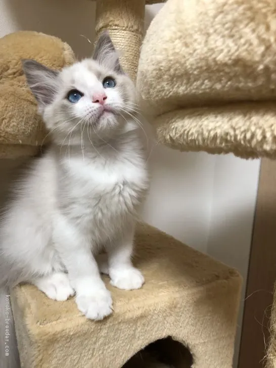 ID：1910-01246の子猫