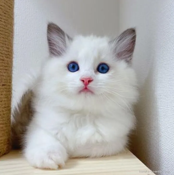 ID：2210-01990の子猫