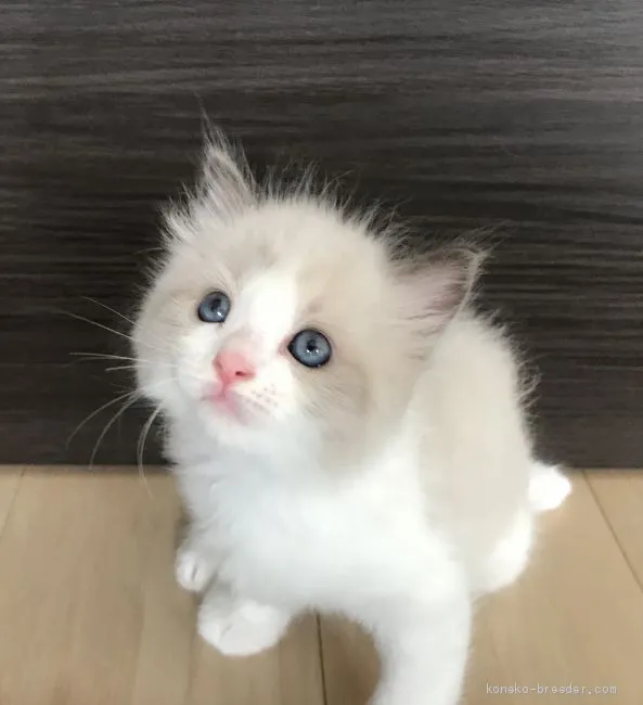 ID:2007-01215の子猫
