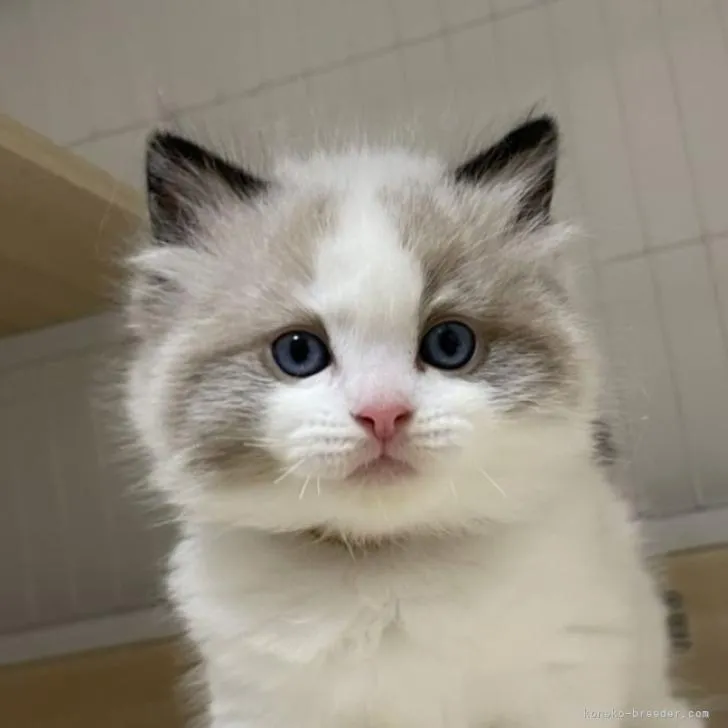 ID:2207-01711の子猫