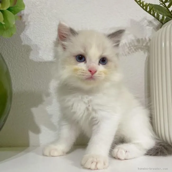 ID：2209-02156の子猫