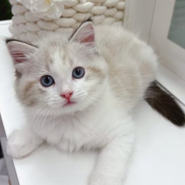 ラグドール【兵庫県・男の子・2023年3月20日・シールリンクスポイントバイカラー】の写真「パッチリお目目の薄いシールの男の子☆」