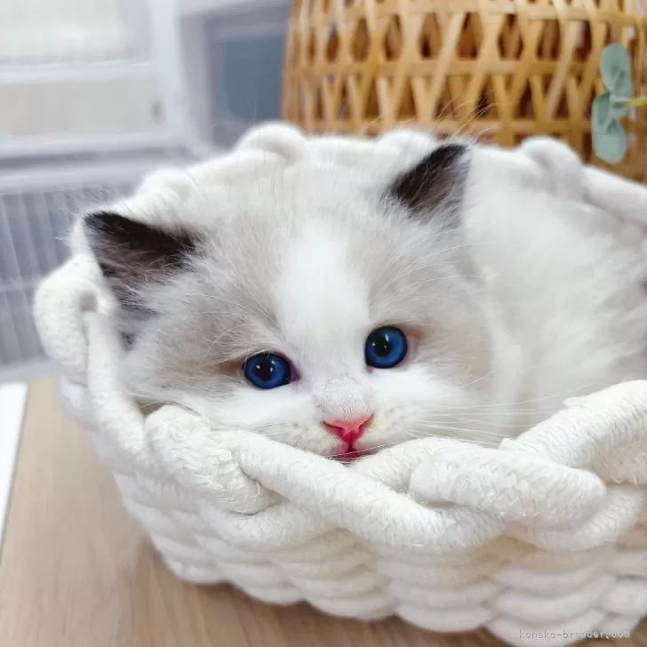 ID：2505-02819の子猫