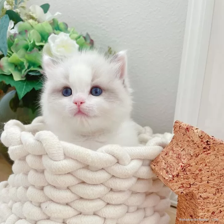 ID：2505-02815の子猫