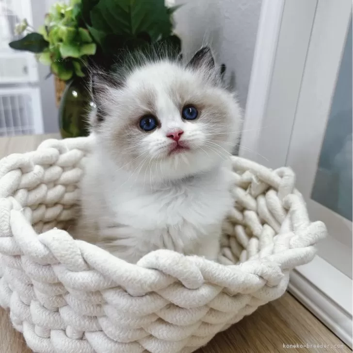 MM 様のお迎えした子猫