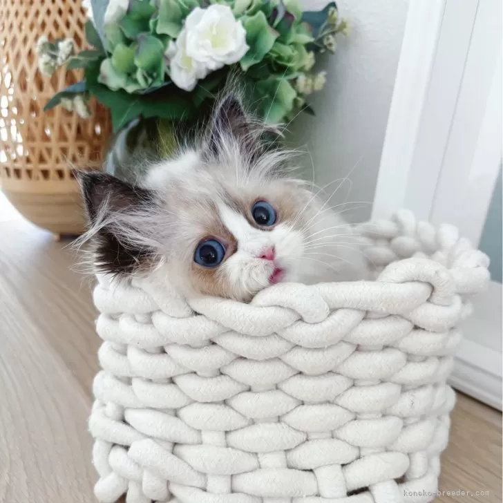 Y.S 様のお迎えした子猫