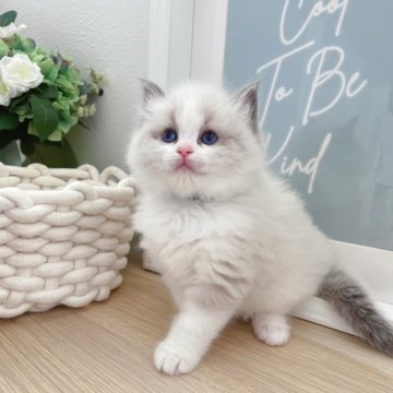 ラグドール【兵庫県・女の子・2025年4月14日・ブルーポイントバイカラー】の写真「綿菓子みたいな可愛い女の子♡」