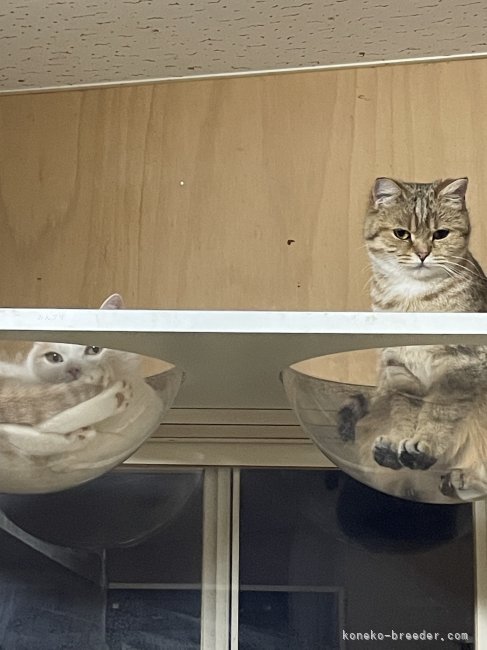 若林　幸子(わかばやし　さちこ)ブリーダー(石川県・ブリティッシュショートヘアなど・ＫCP登録)の紹介写真10