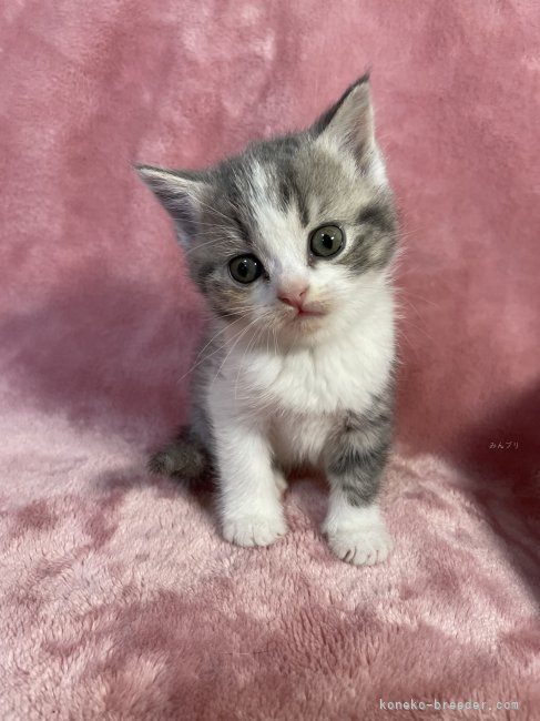 若林　幸子(わかばやし　さちこ)ブリーダー(石川県・ブリティッシュショートヘアなど・ＫCP登録)の紹介写真3