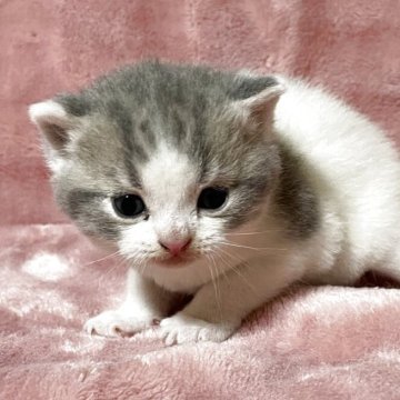 ブリティッシュショートヘア【石川県・女の子・2025年10月6日・ダイルート キャリコ】の写真「綺麗な女の子」