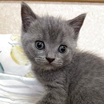 ブリティッシュショートヘア【石川県・男の子・2025年5月24日・ブルー（短毛）】の写真「薄いブルーの甘えん坊」