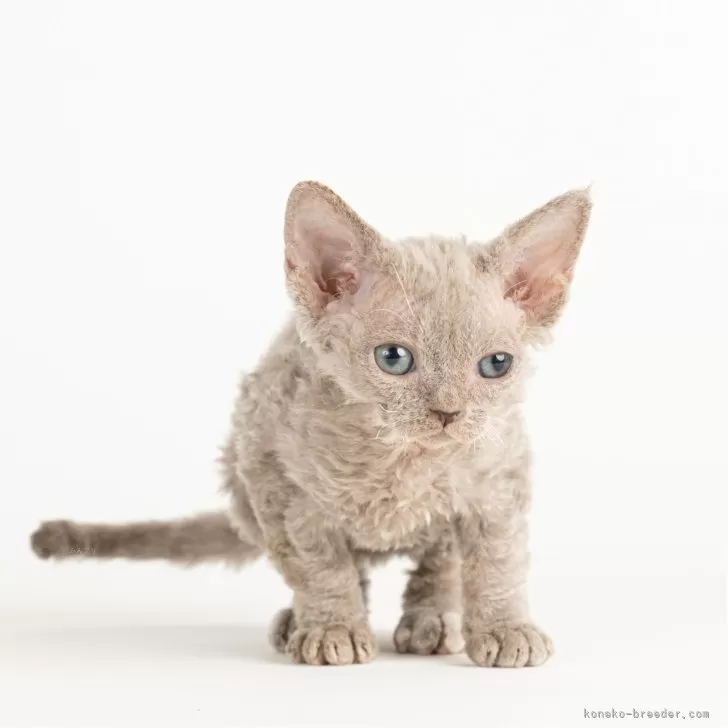 ID:2410-02579の子猫