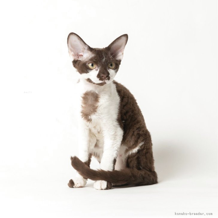 ブリーダー画像