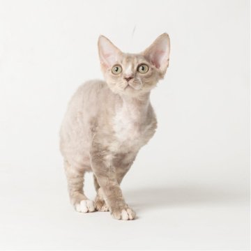 デボンレックス【静岡県・男の子・2025年8月29日・ブルータビー（巻き毛）】の写真「大人しい男の子♡」