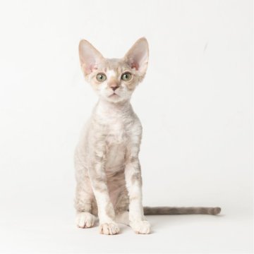 デボンレックス【静岡県・男の子・2025年8月29日・ブルータビー&ホワイト（巻き毛）】の写真「とても可愛い男の子♡」