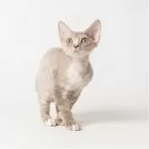 デボンレックス