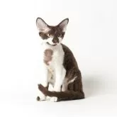 デボンレックス【静岡県・男の子・2025年4月29日・チョコレート&ホワイト】の写真1