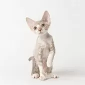 デボンレックス【静岡県・男の子・2025年8月29日・ブルータビー&ホワイト】の写真2