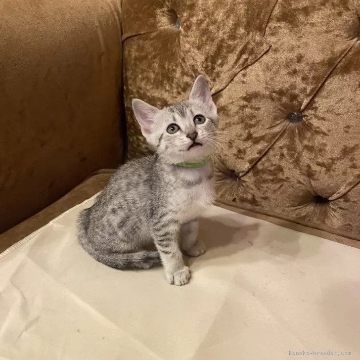 エジプシャンマウ【岐阜県・女の子・2024年1月13日・シルバー】の写真1