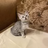 エジプシャンマウ【岐阜県・女の子・2024年1月13日・シルバー】の写真1