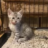 エジプシャンマウ【岐阜県・男の子・2025年1月22日・シルバー】の写真1