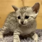 エジプシャンマウ