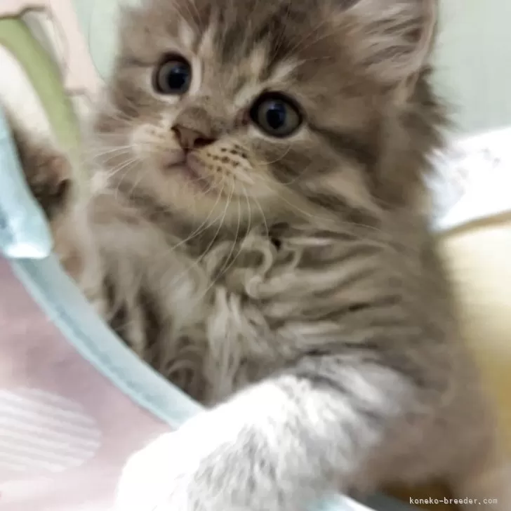 ID：2505-03501の子猫