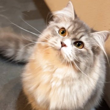 サイベリアン【埼玉県・女の子・2025年4月5日・ブルータビー&ホワイト】の写真「お鼻がチャームポイント！」