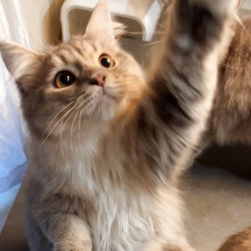 サイベリアン【埼玉県・男の子・2025年4月5日・ブルータビー&ホワイト】の写真「人間のそばにいるのが好きです。」