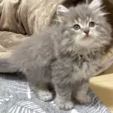 サイベリアン【埼玉県・男の子・2025年4月5日・ブルータビー&ホワイト】の写真1