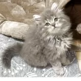 サイベリアン【埼玉県・男の子・2025年4月5日・ブルータビー&ホワイト】の写真5