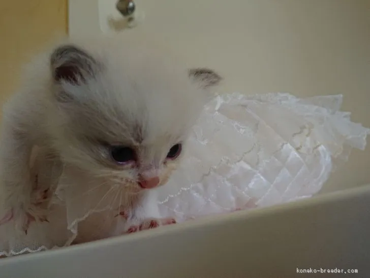 ID：2008-00053の子猫