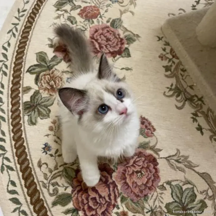 ID：2209-00450の子猫