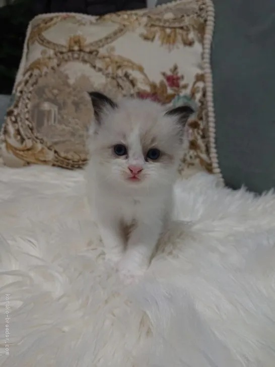 ID:2012-00426の子猫