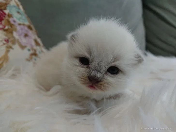 ID：2104-01052の子猫
