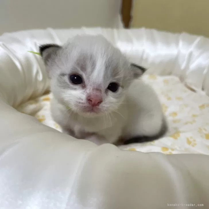 ID：2408-01739の子猫