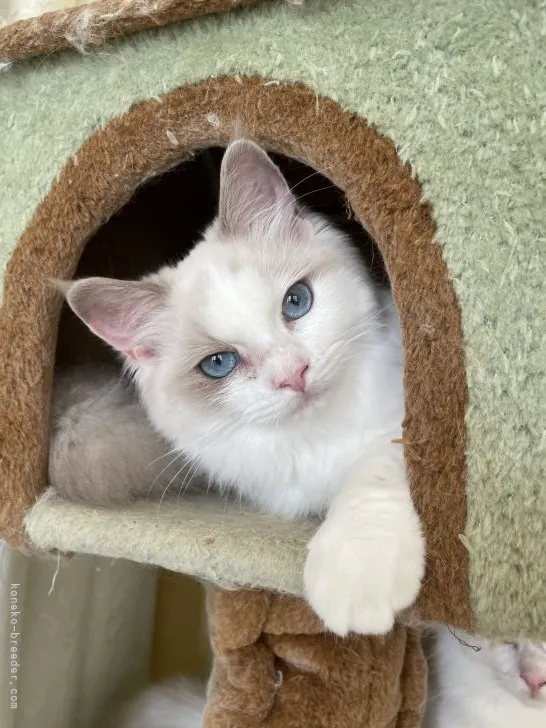 ID:2105-00946の子猫