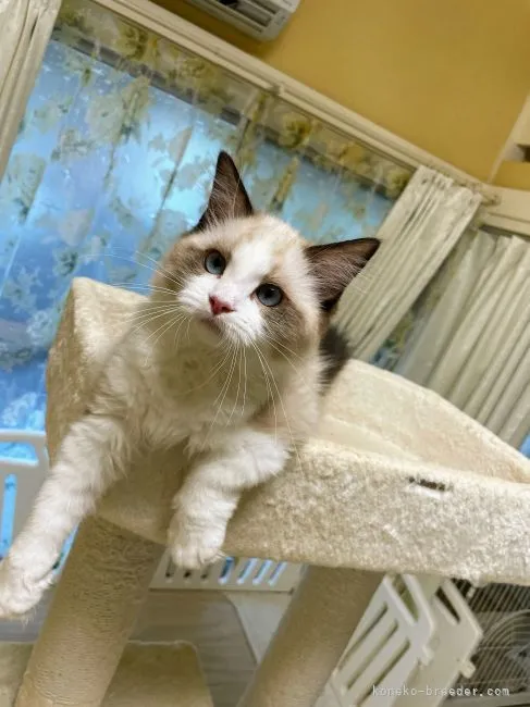 ID：2107-02383の子猫