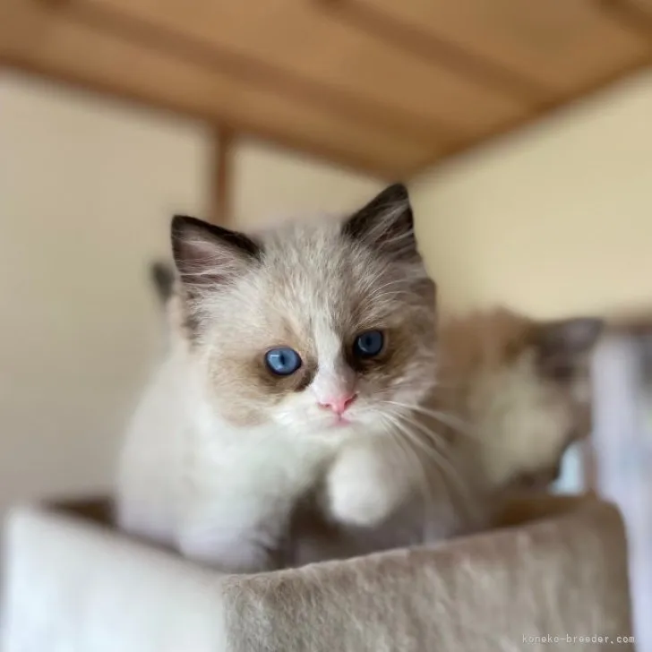 ID:2305-01767の子猫