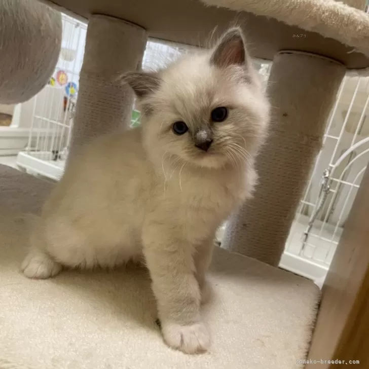 ID：2404-00837の子猫