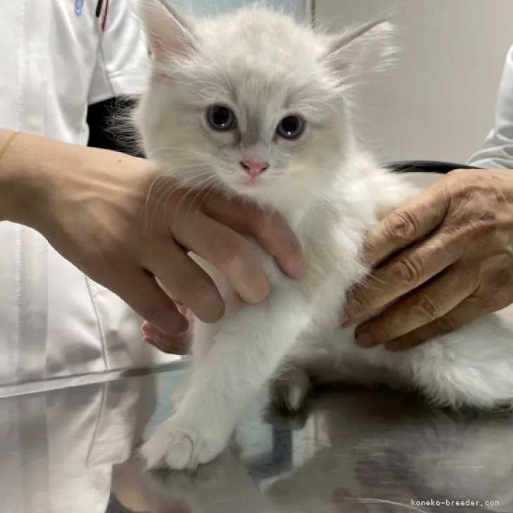 ID:2307-01884の子猫