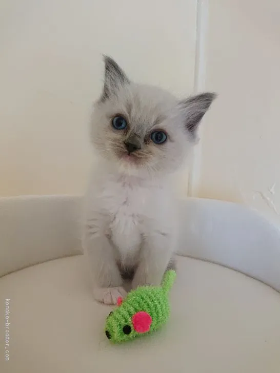 ID:2003-01568の子猫