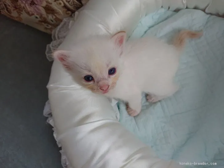 ID：2008-00052の子猫