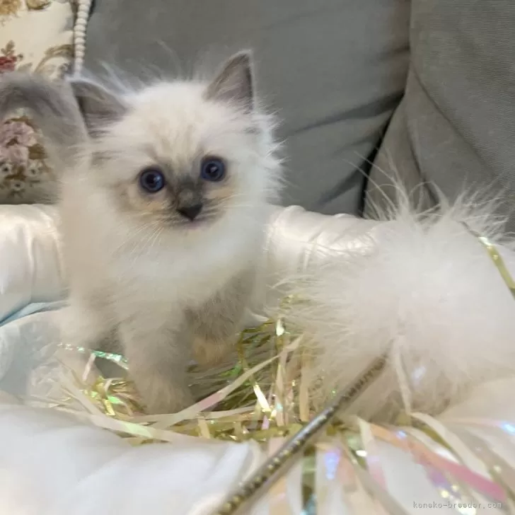 ID:2410-00124の子猫