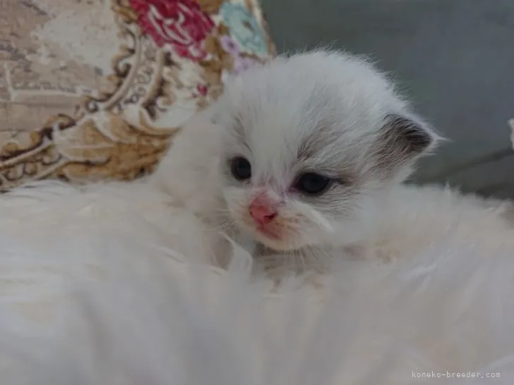 ID：2104-01048の子猫