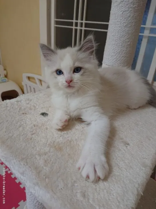 ID：2104-01046の子猫